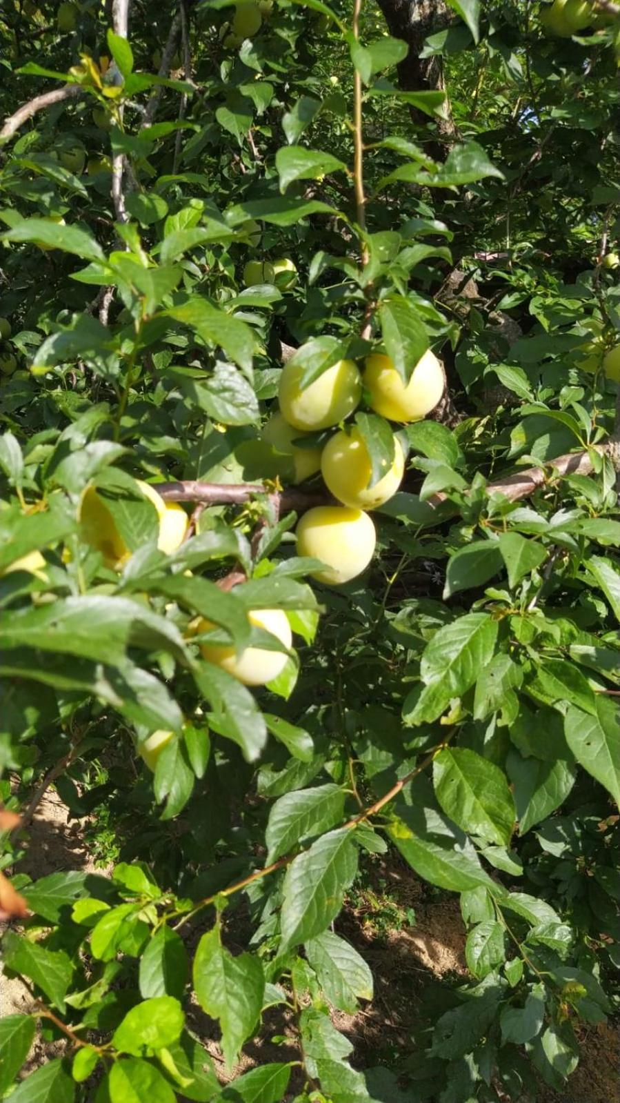 Azienda Agricola Biologica La Cardellina Tolfa Exteriér fotografie