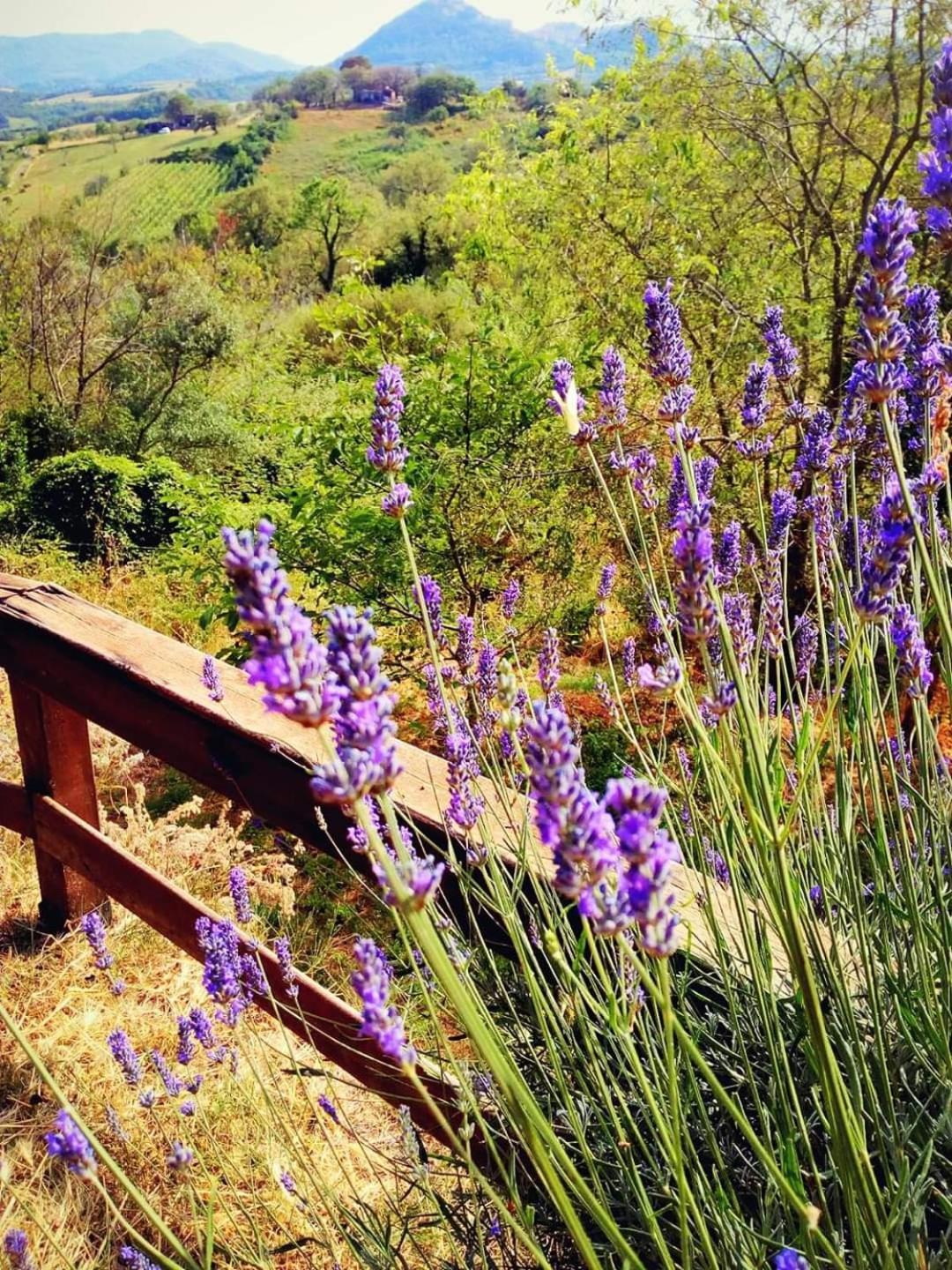 Azienda Agricola Biologica La Cardellina Tolfa Exteriér fotografie